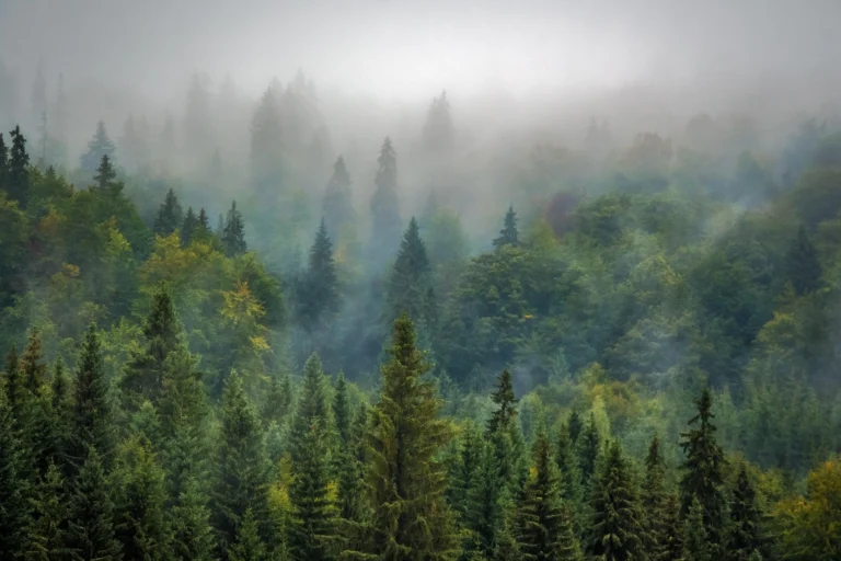Aesthetic Trees Captions: 300+ Deep, Beautiful & Soulful Nature Quotes for Instagram (Ultimate 2026 Guide)