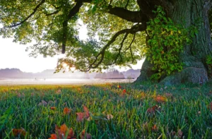800+ Tree Captions for Instagram (Aesthetic, Deep, Funny, Nature & Forest Quotes)