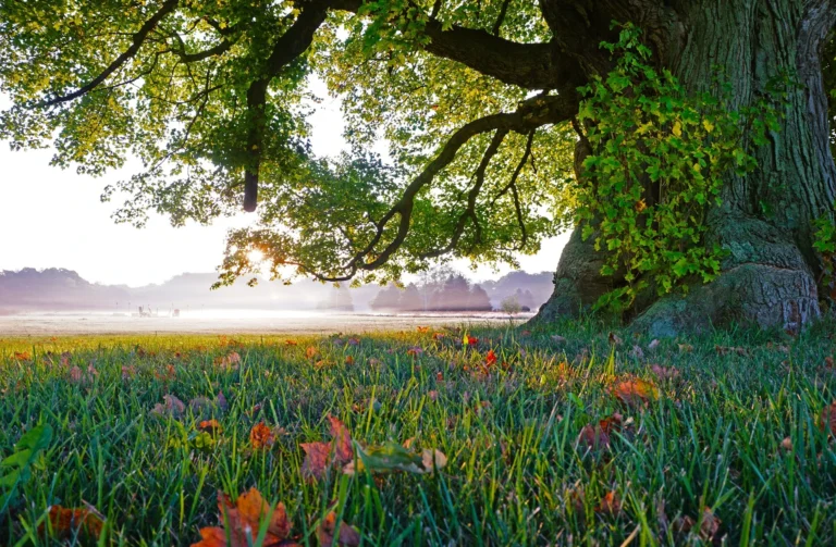 800+ Tree Captions for Instagram (Aesthetic, Deep, Funny, Nature & Forest Quotes)