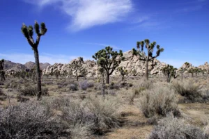 800+ Joshua Tree Captions for Instagram (Funny, Aesthetic, Short, Cool & Desert Quotes)
