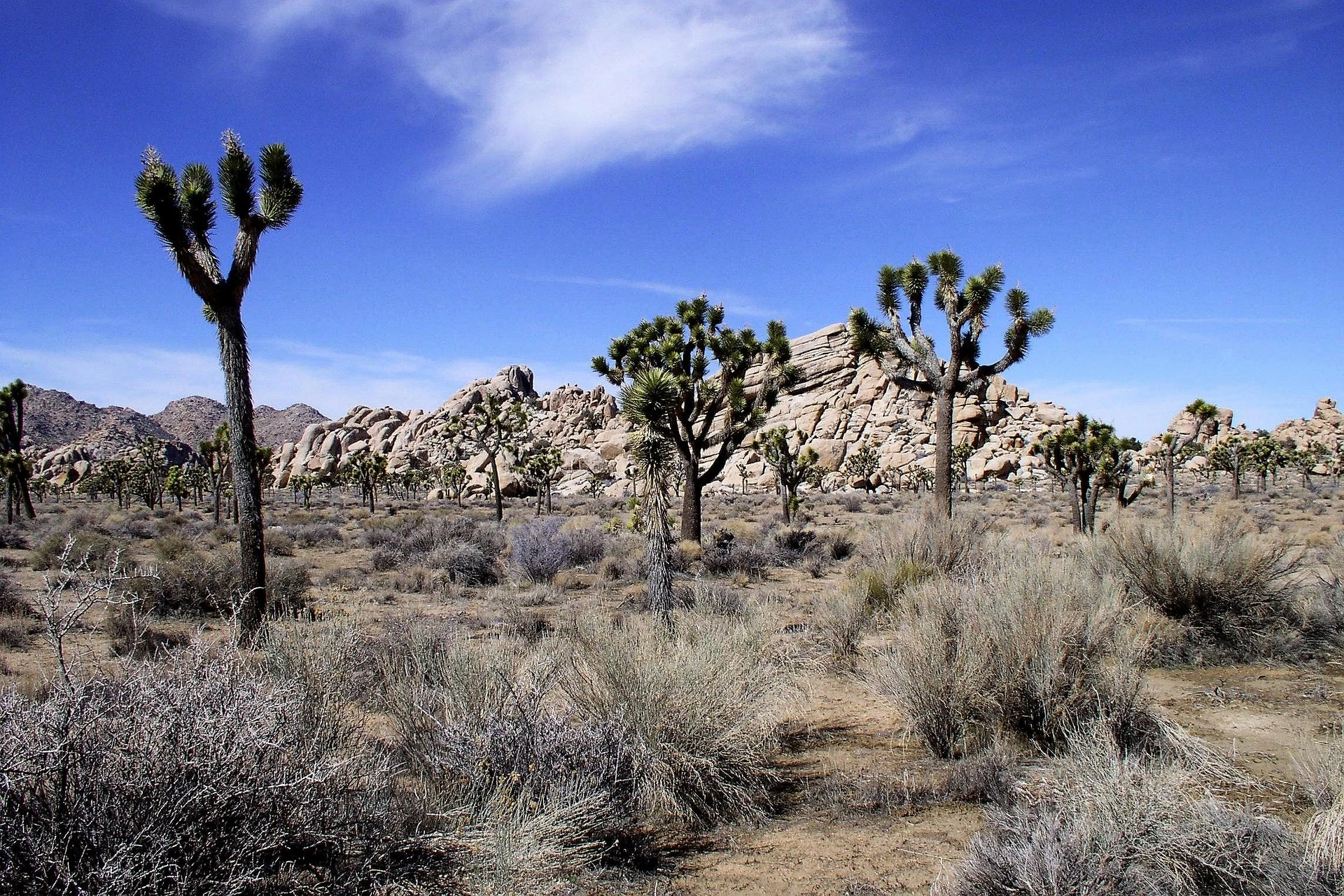 800+ Joshua Tree Captions for Instagram (Funny, Aesthetic, Short, Cool & Desert Quotes)