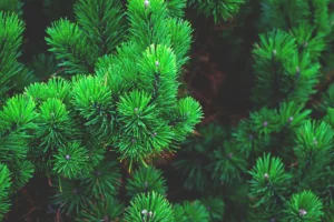200+ Aesthetic & Inspiring Tree Captions for Instagram That Reflect Growth, Peace, and Nature’s True Power