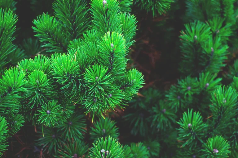 200+ Aesthetic & Inspiring Tree Captions for Instagram That Reflect Growth, Peace, and Nature’s True Power